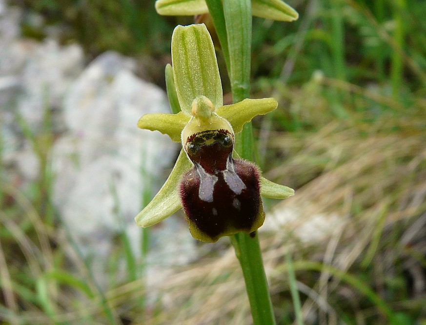 Ophrys araneola